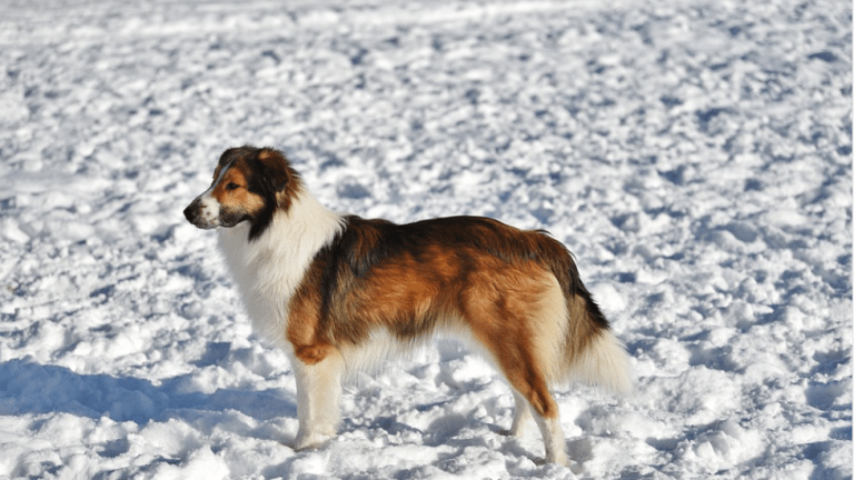 Discovering the English Shepherd Dog Breed