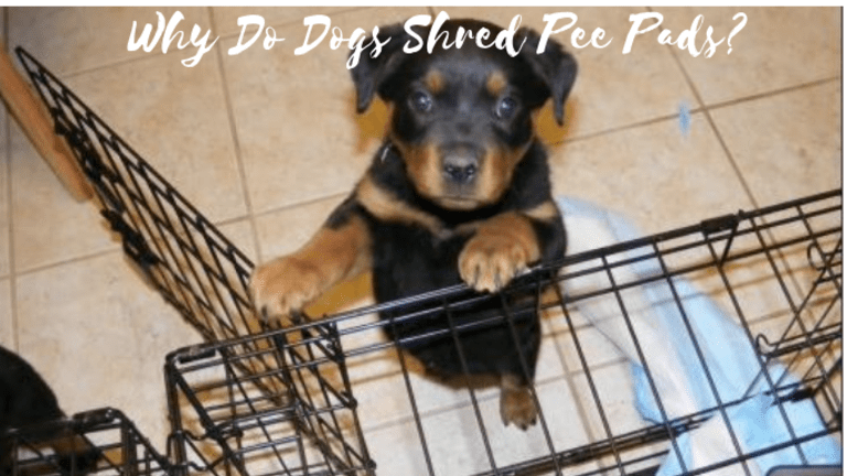 Why Do Dogs Shred Pee Pads? - Dog Discoveries