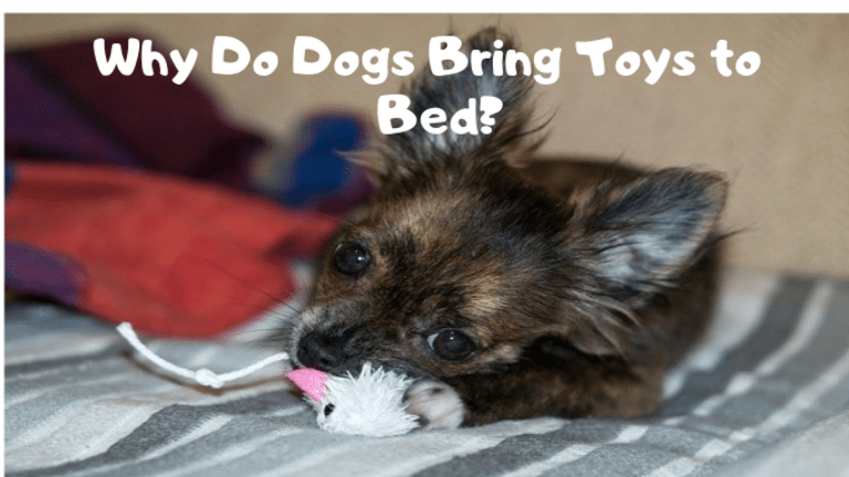 Why Do Dogs Bring Their Toys to Bed or on the Couch?