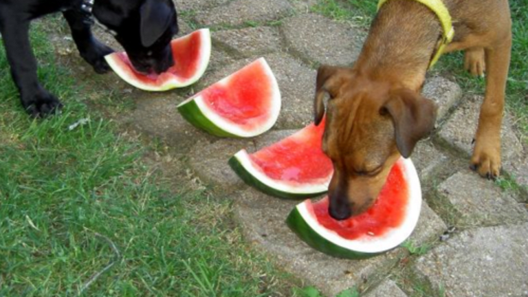 can my dog eat fruit