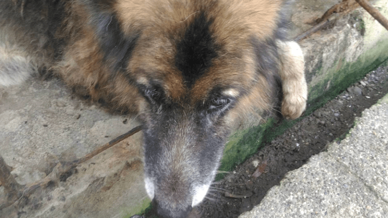 Why Do Old Dogs Get Cloudy Eyes?