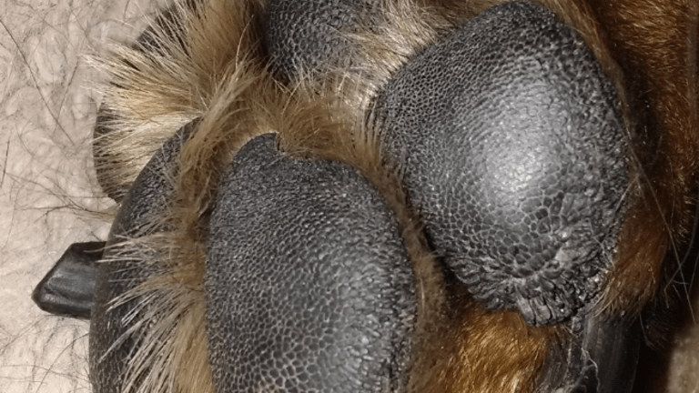 what causes brittle nails in dogs