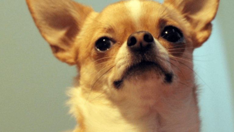 Understanding the Chihuahua's Molera