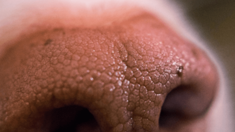7 Causes of a Crusty Nose in Dogs