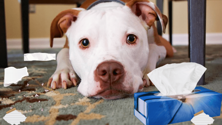 why is my dog eating tissues