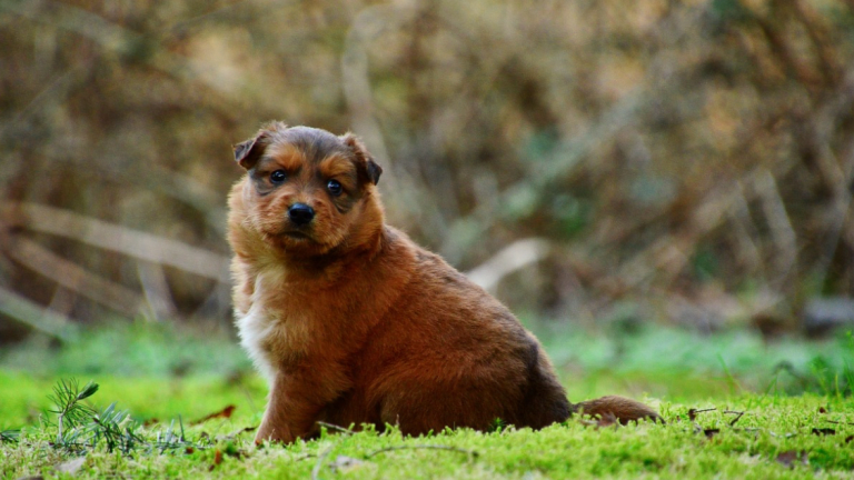 why-is-my-dog-s-stomach-swollen-on-one-side-dog-discoveries