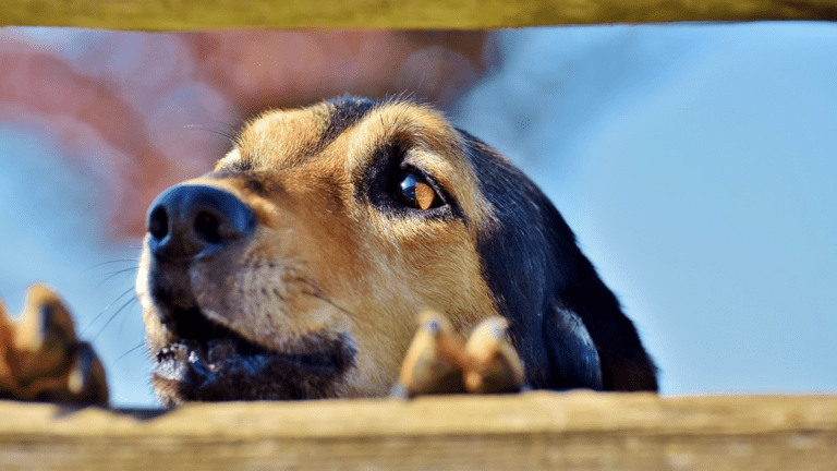 why do dogs always bark at the mailman