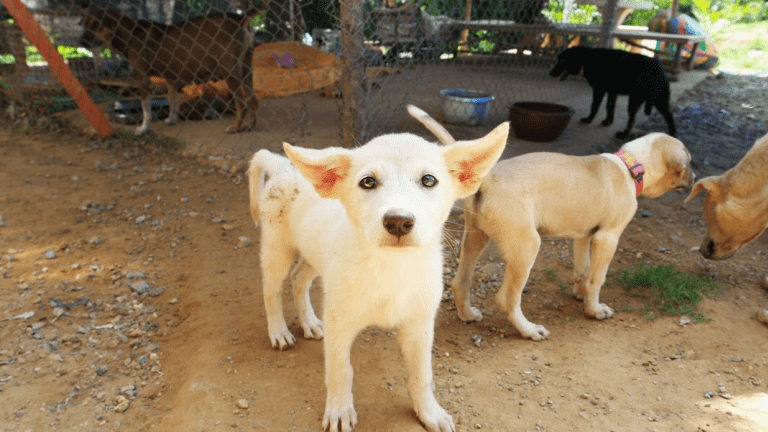 how-to-remove-dried-poop-off-a-puppy-s-butt-dog-discoveries