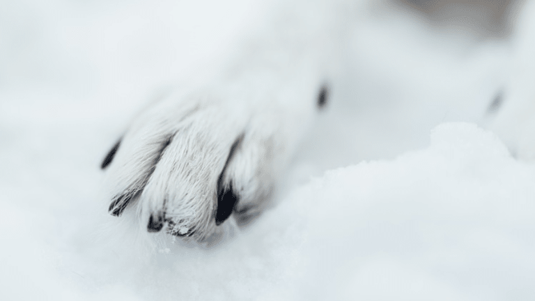 why-are-my-dog-s-toenails-falling-off-dog-discoveries