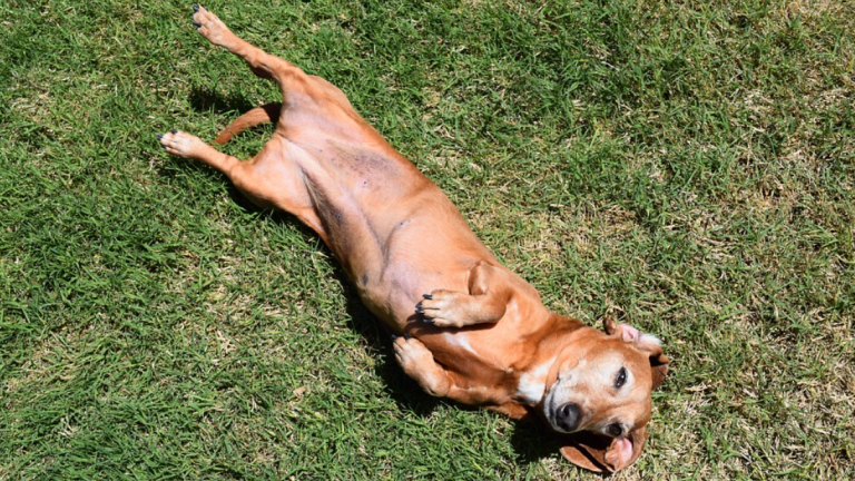 Ask The Vet What Causes Black Skin On A Dogs Belly Dog Discoveries