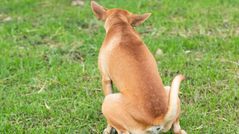 is-it-normal-for-my-dog-to-pee-and-poop-at-the-same-time-dog-discoveries