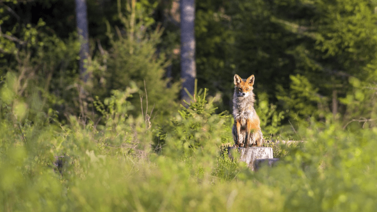 will a fox fight a dog