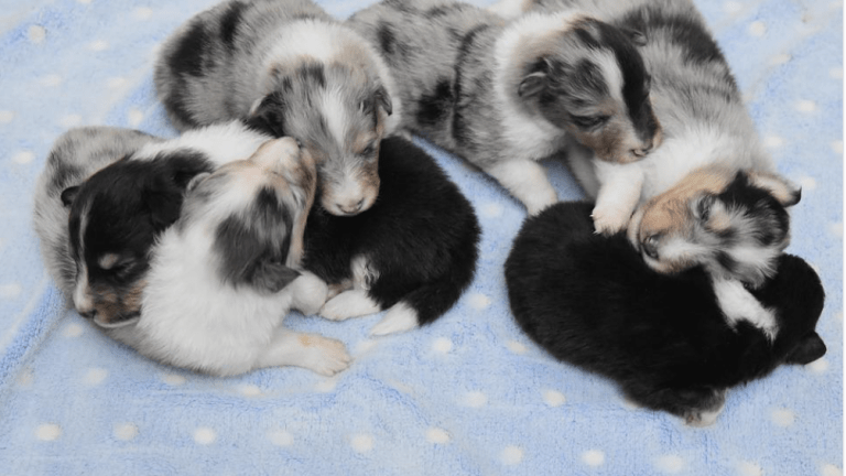 Can A Litter of Puppies Have More Than One Father?