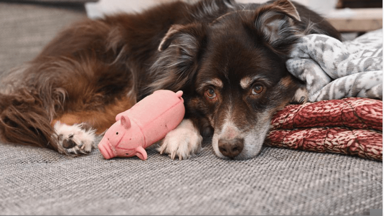 why does my dog treat her toy like a baby