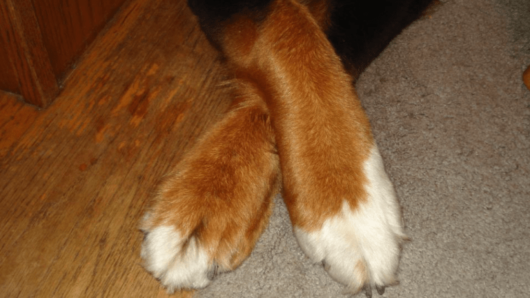 Why Do Dogs Cross Their Legs? Explanations and When You Should Worry