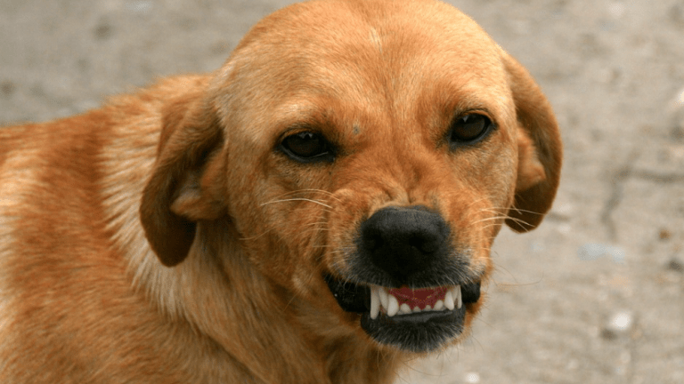 Dental Disarming: Removing an Aggressive Dog's Canine Teeth