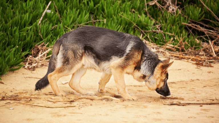 do intact male dogs smell