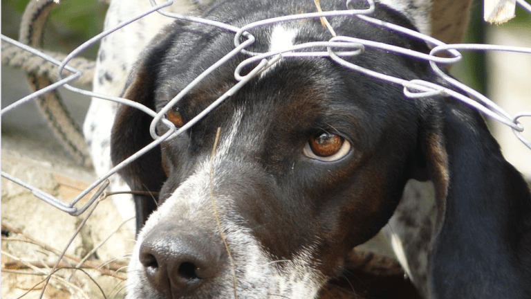What is Fear Generalization in Dogs?