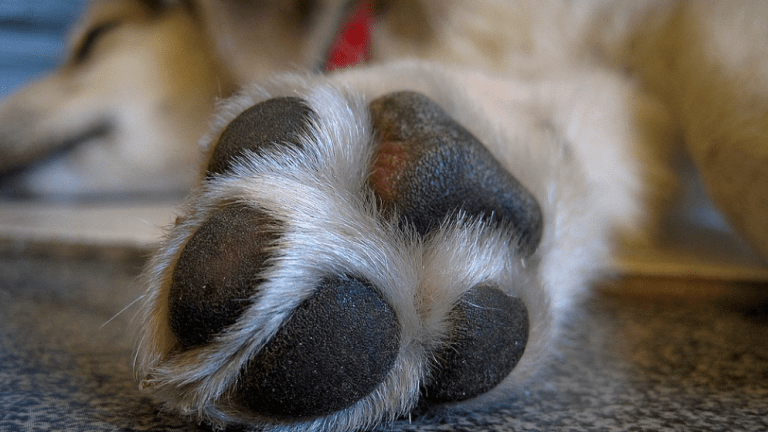 Discovering The Anatomy of Dog Paws