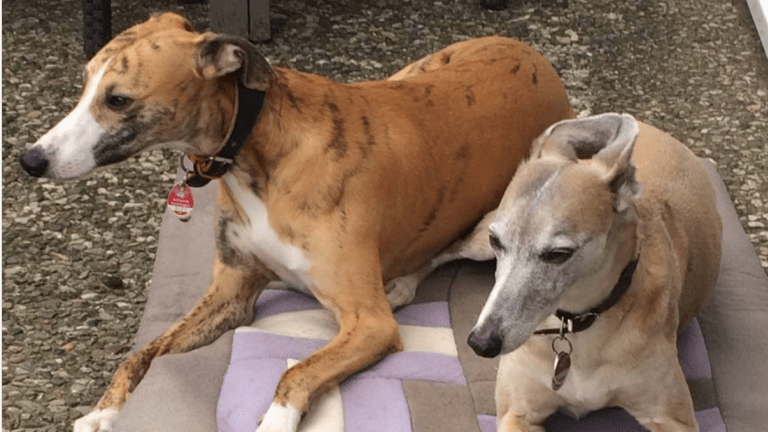 Discovering The History of the Whippet Dog Breed