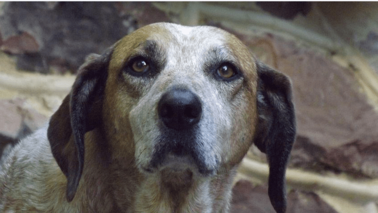 Why You Should Consider Adopting a Former Breeding Dog