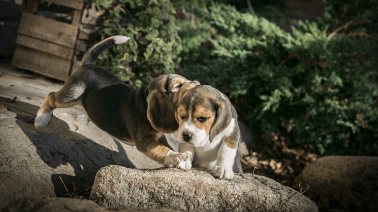 Why Do Dogs Bite Other Dog's Ears? - Dog Discoveries