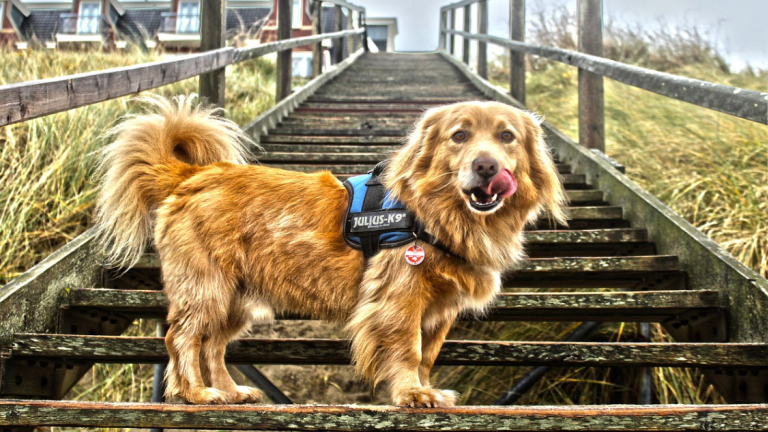 A Dog Trainer's Tips for Dogs Scared of Stairs
