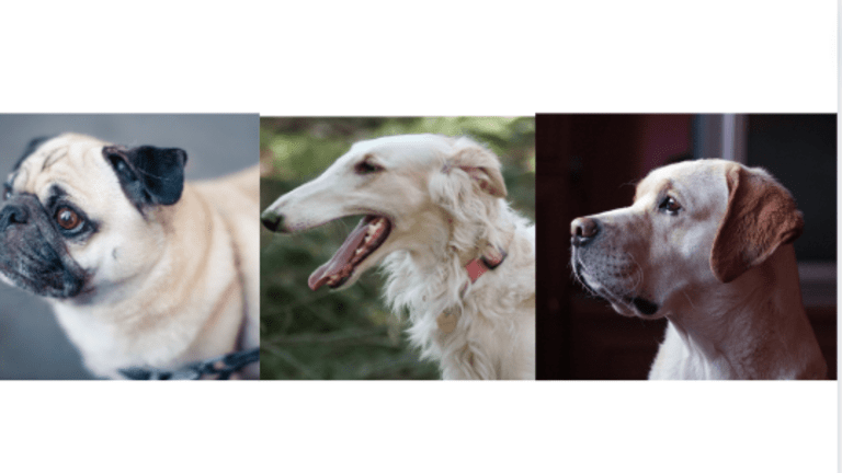 The Three Types of Dog Heads (Skulls)