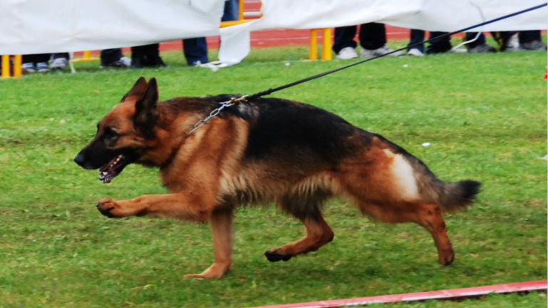 Discovering the Flying Trot in Dogs