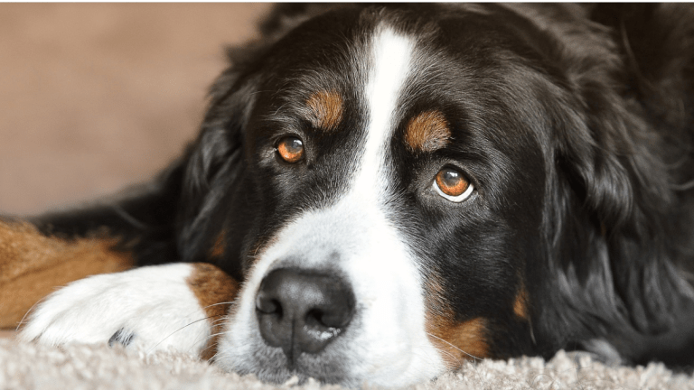 Study Reveals Why Bernese Mountain Dogs Have Short Lifespans