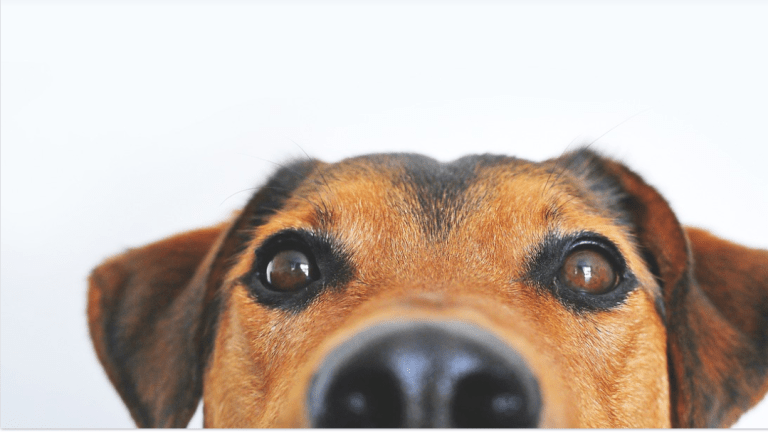 Why Does Glaucoma Progress So Fast in Dogs?