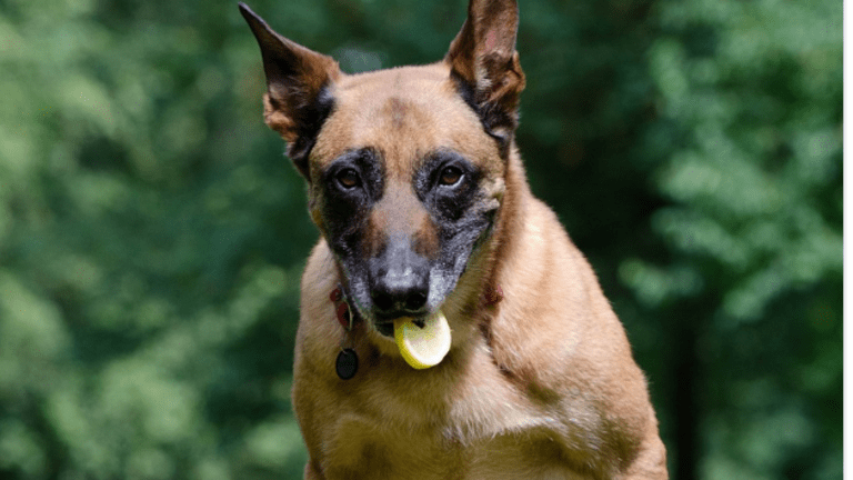 Why Do Dogs Act Weird Around Lemons?