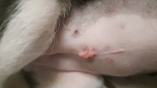 Fixed female hot sale dog bleeding
