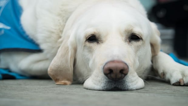 Eloxioral dogs discount