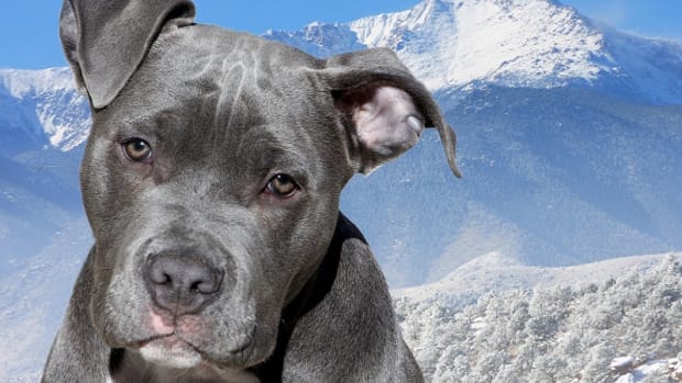 Blue nose cheap pitbull cost