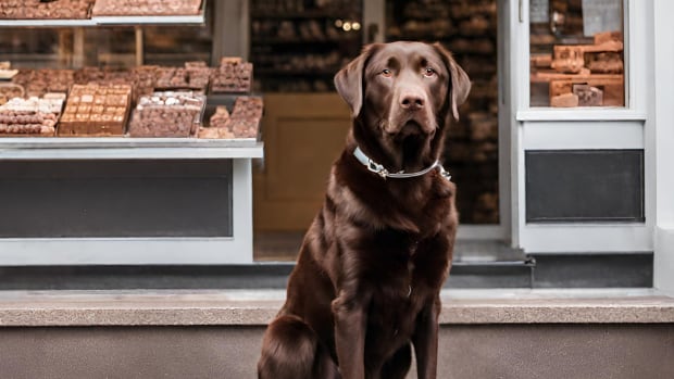 Dog ate foil wrapped chocolate clearance