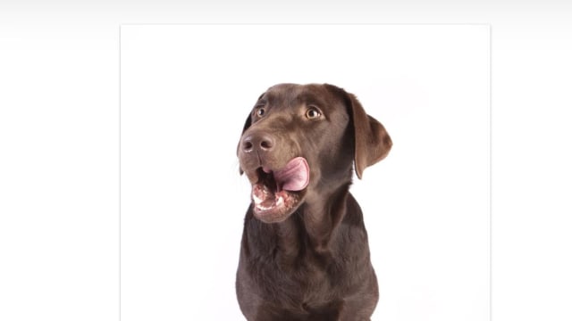 Dudley clearance chocolate lab