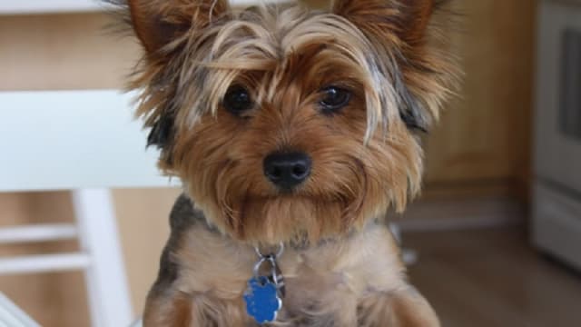 Dog ate butter wrapper sales