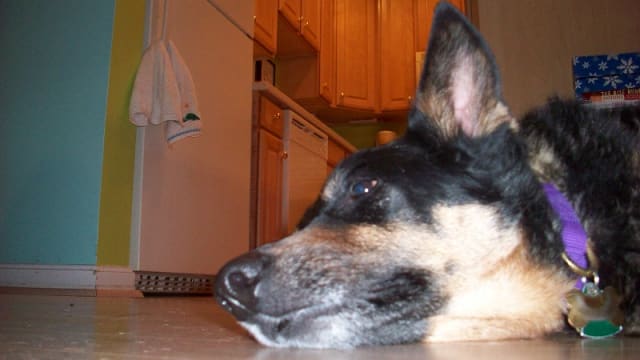 Dog ate butter wrapper sales
