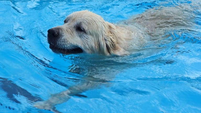 dogs in pool water