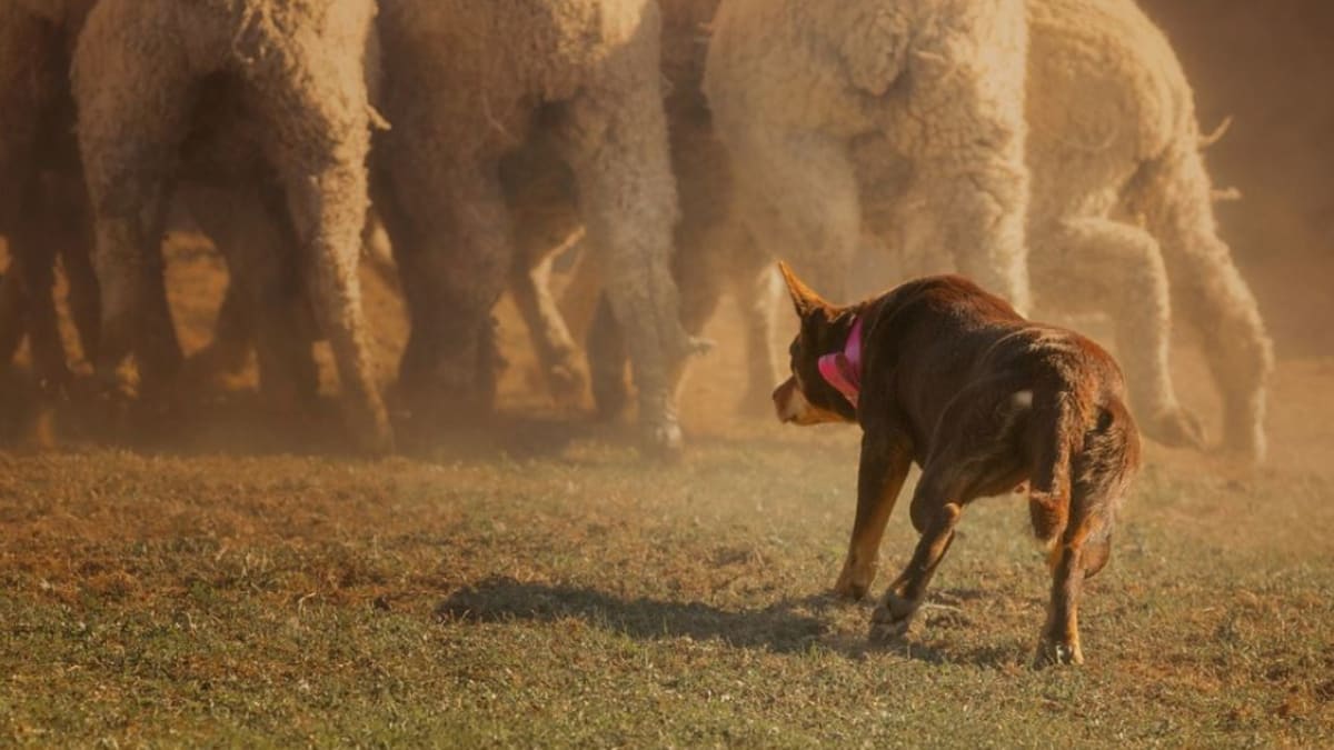Kelpie sheep top