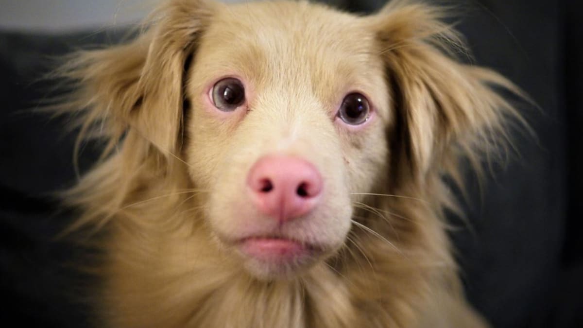 Dog Word of the Day What is a Dudley Nose Dog Discoveries