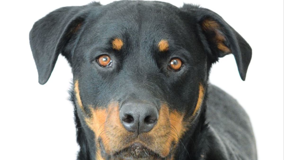 8 week old deals rottweiler training