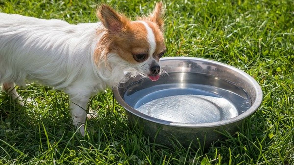 Dog will not drink water top from bowl