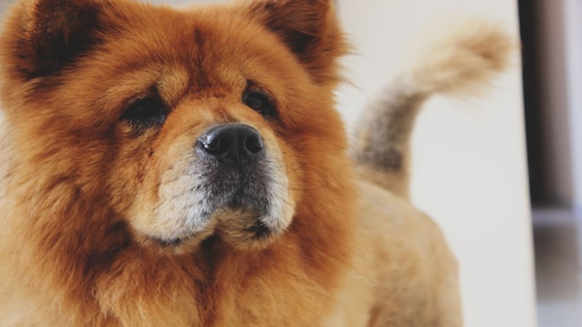 Dogs that look like bears online