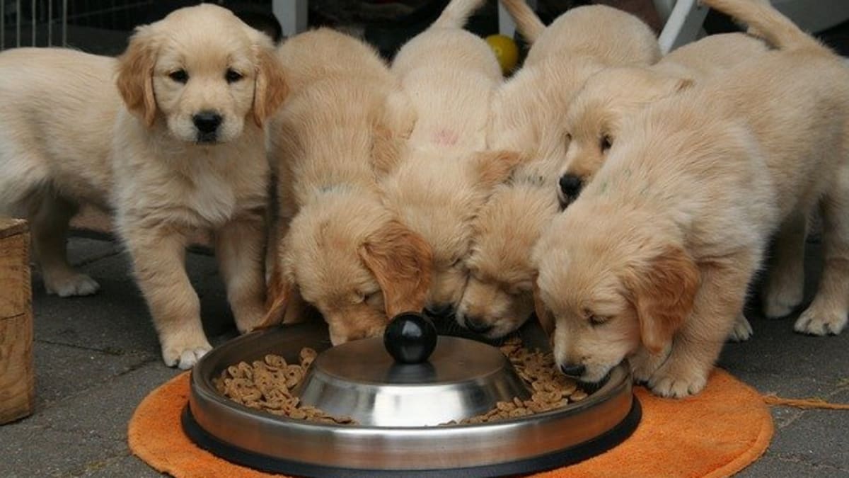 Ask the Vet At What Age Puppies Eat Dry Kibble Dog Discoveries