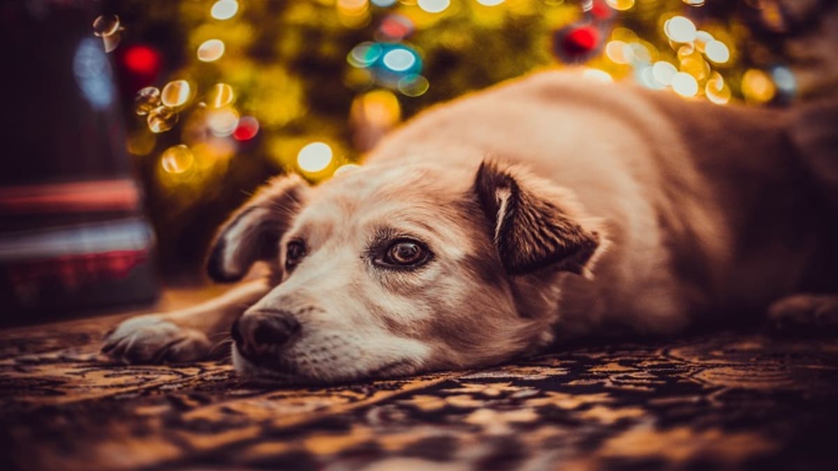 Dog ate 2025 poinsettia leaf