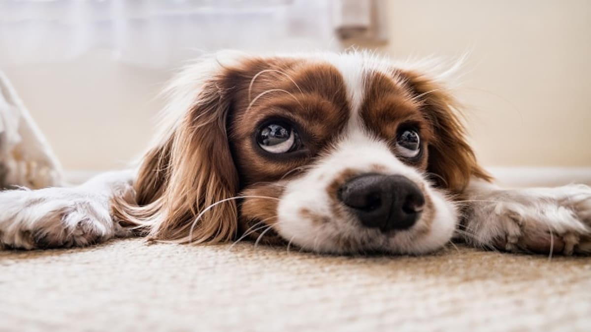 Why Do Dogs Shred Pee Pads Dog Discoveries