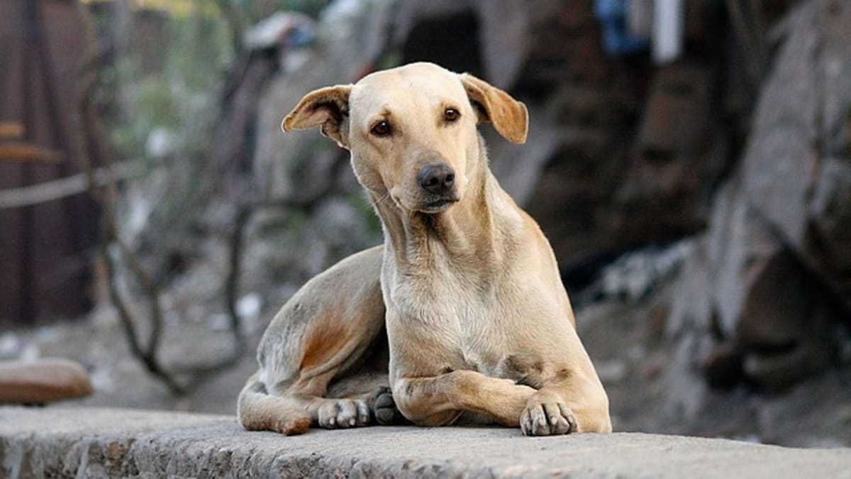 Dog throwing up after dewormer new arrivals