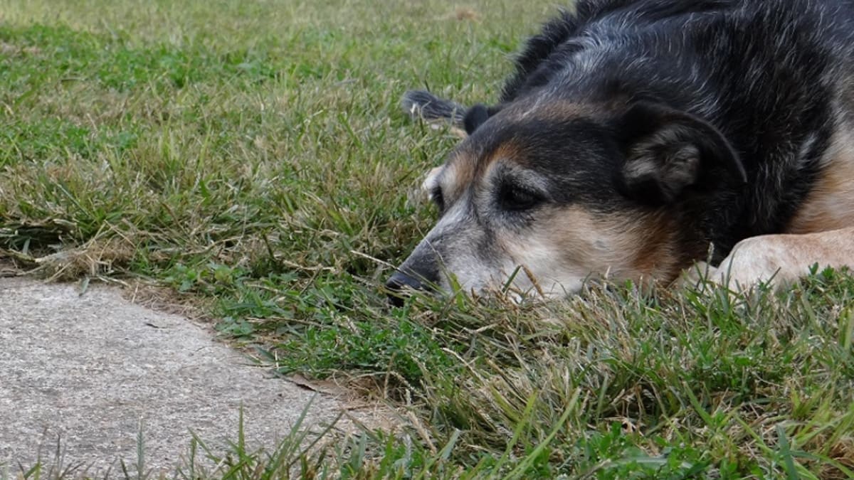 Ivermectin for worms in dogs store